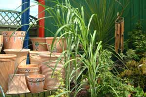 Rathvilly Garden Centre, Rathvilly, Carlow