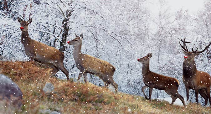 Deer at Killarney National Park, County Kerry.