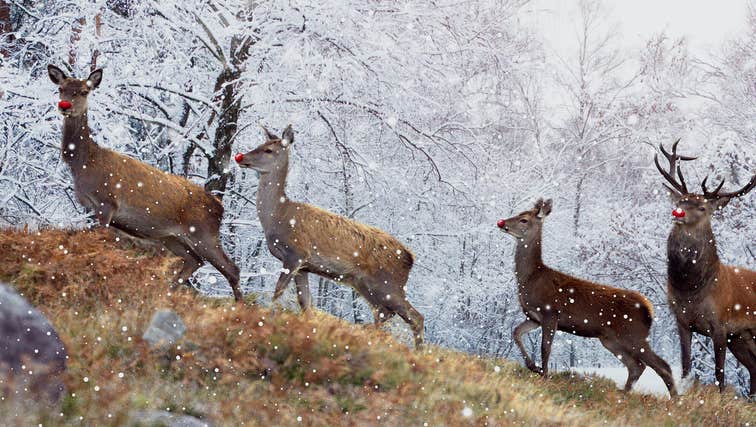 Deer at Killarney National Park, County Kerry.
