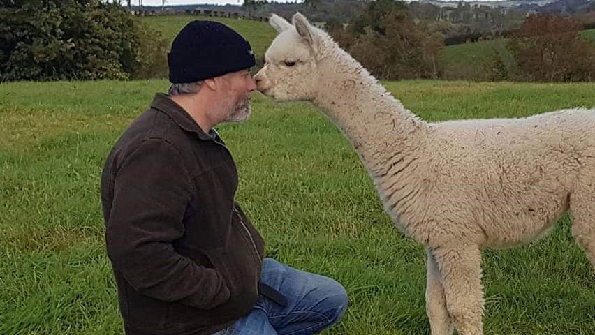 A man and an alpaca touching noses in Glaslough Alpacas