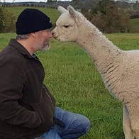 A man and an alpaca touching noses in Glaslough Alpacas