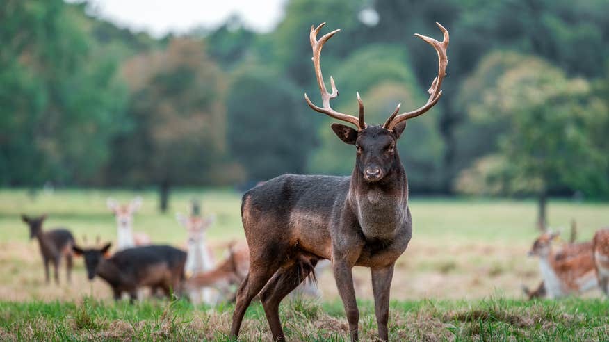 Fallow deer in Phoenix Park, Dublin