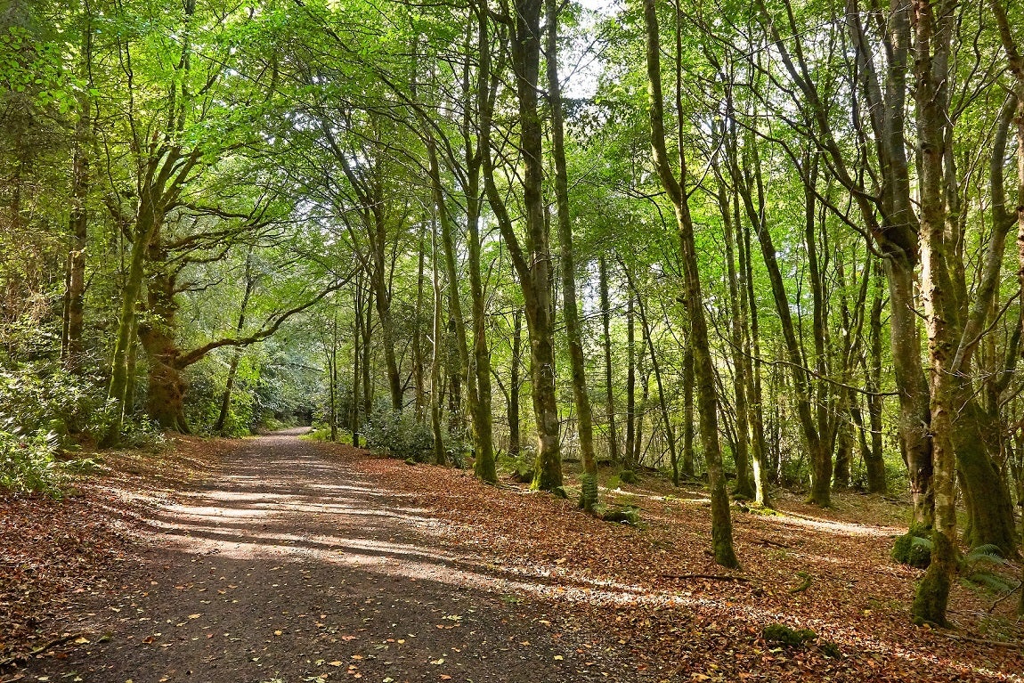 Rossmore Forest Park