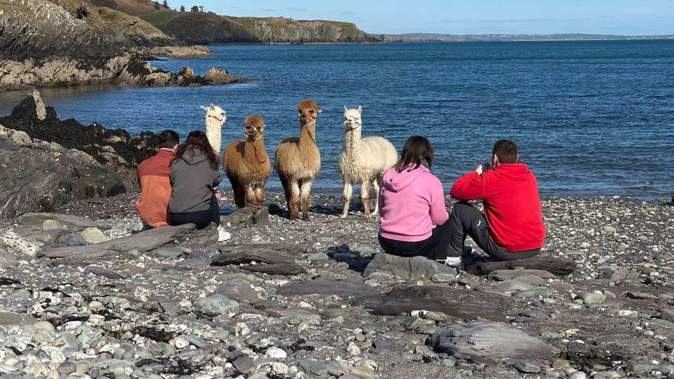 Four people sitting on a beach with alpacas taking a break while on an alpaca walk