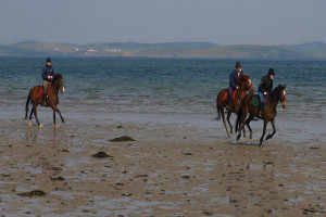 Drummindoo Stud & Equitation Centre, Westport, Mayo
