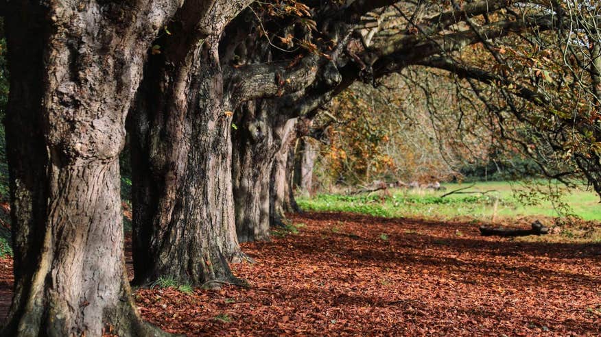 St Anne's Park, Raheny, Co Dublin