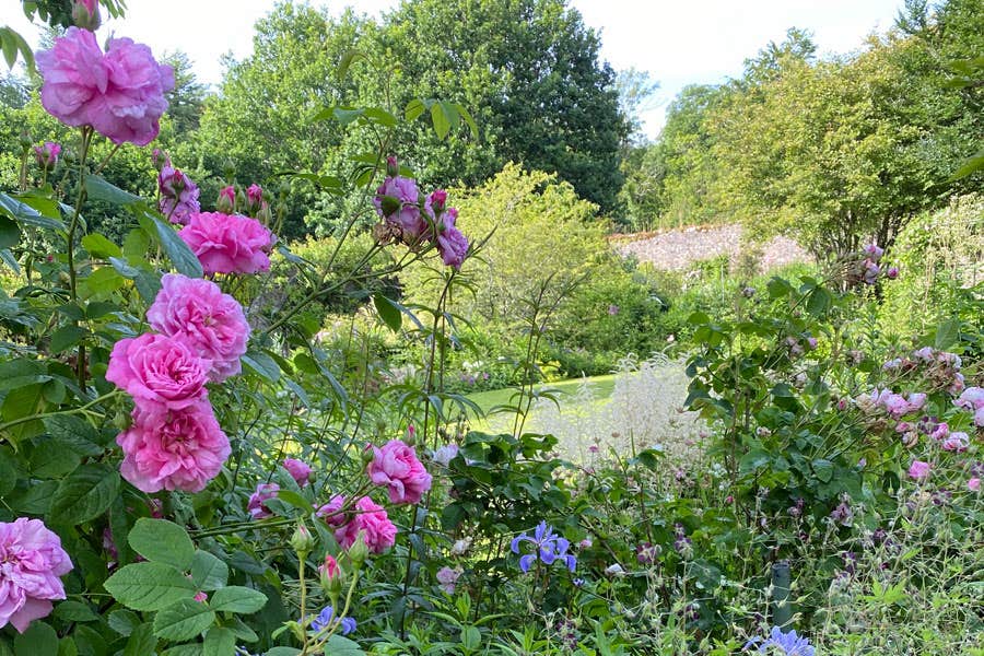 Close up image of pink roses in the garden