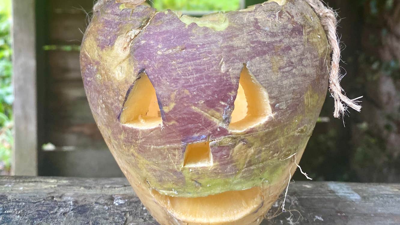Traditional Halloween carved turnips rather than pumpkins