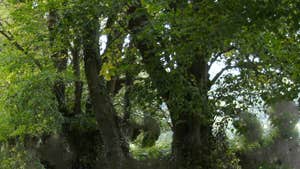 Coille an Fhaltaigh Millennium Forest