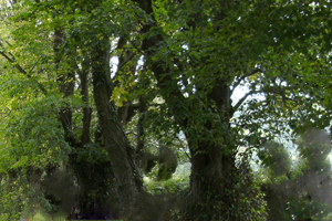 Coille an Fhaltaigh Millennium Forest, Kilmanagh, Kilkenny