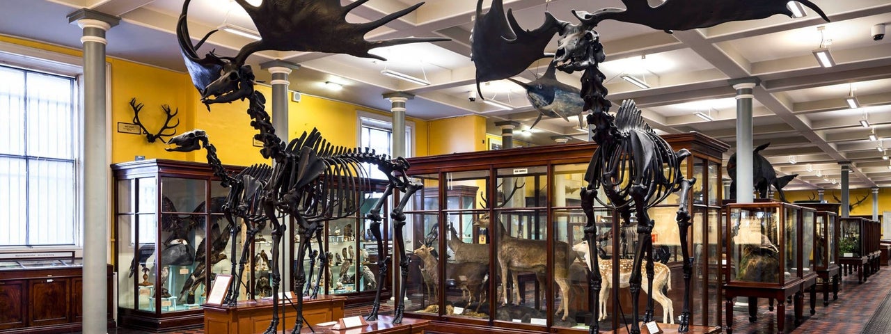 A museum display of Irish Elk skeletons with intact antlers on a chequered floor with additional animal displays behind