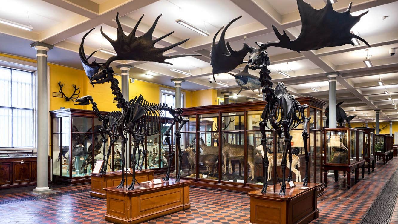 A museum display of Irish Elk skeletons with intact antlers on a chequered floor with additional animal displays behind