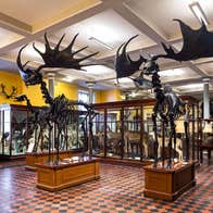A museum display of Irish Elk skeletons with intact antlers on a chequered floor with additional animal displays behind