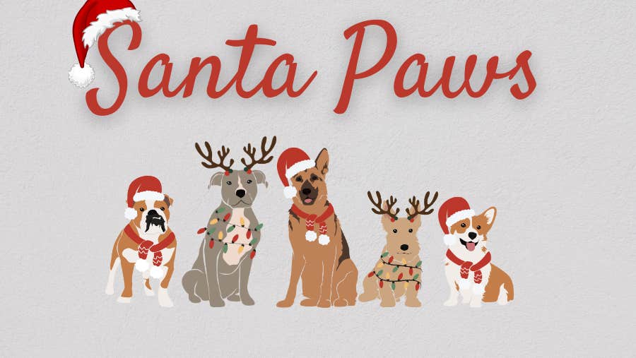 Get ready for wagging tails, floppy ears, and festive cheer because Santa Paws is back at Newbridge House and Farm