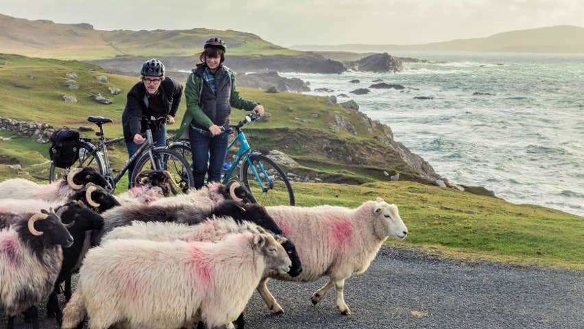 Two bikers meet sheep on a coastal road