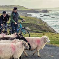 Two bikers meet sheep on a coastal road