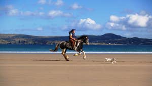 Image of horse rider and dog on Marble Hill Beach