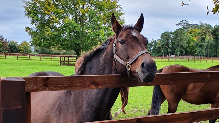 Horses at the National Stud, Kildare