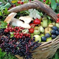Wild Food Ways basket of foraged herbs, fruit, mushrooms and nuts