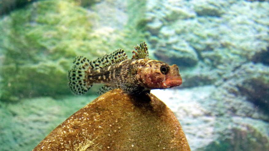 A small fish resting on a rock inside Galway Atlantaquaria in Salthill, Galway