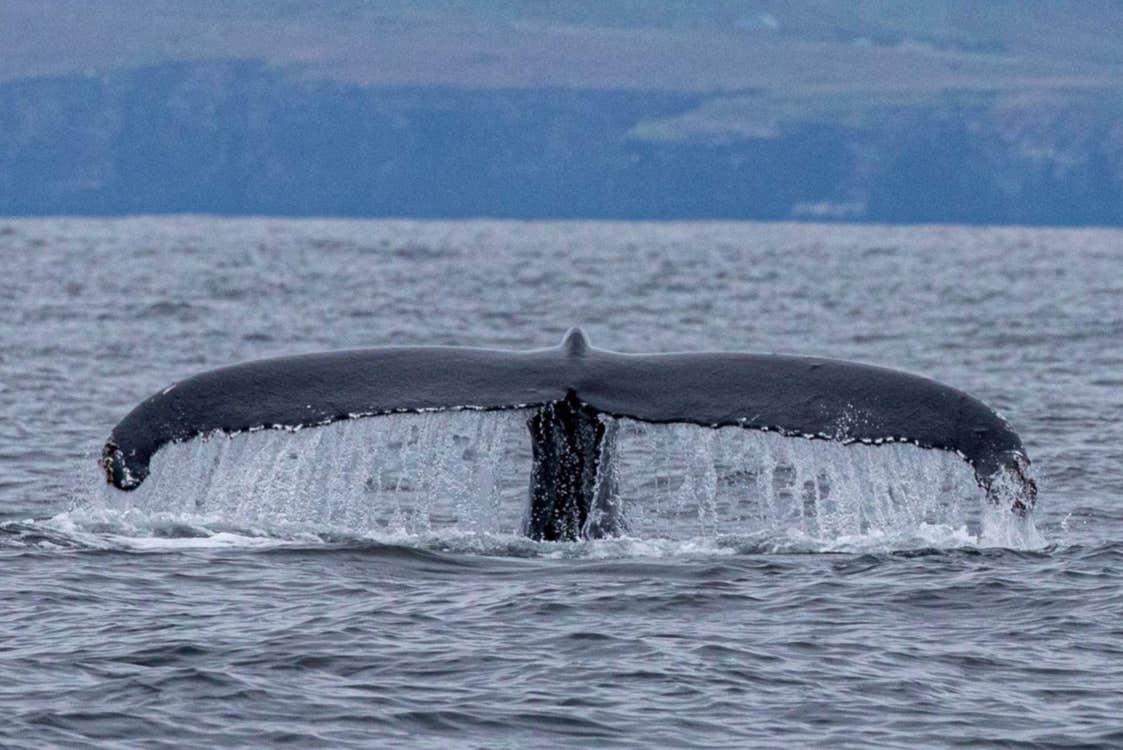 An image of a Humpback Whale's tail above water