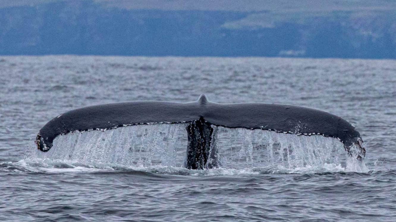 An image of a Humpback Whale's tail above water