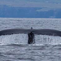 An image of a Humpback Whale's tail above water