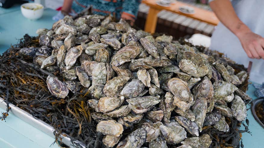 Oysters