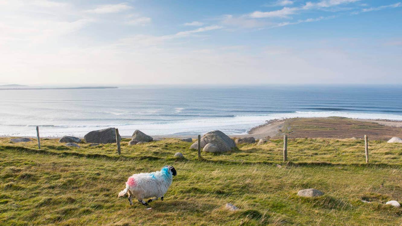 View from Knock Fola and a single sheep on the grass.