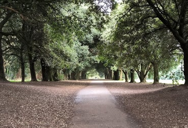 Tree lined pathway through a wooded area