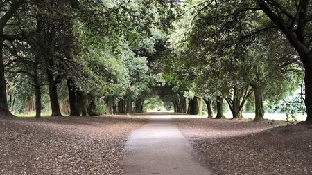 Tree lined pathway through a wooded area
