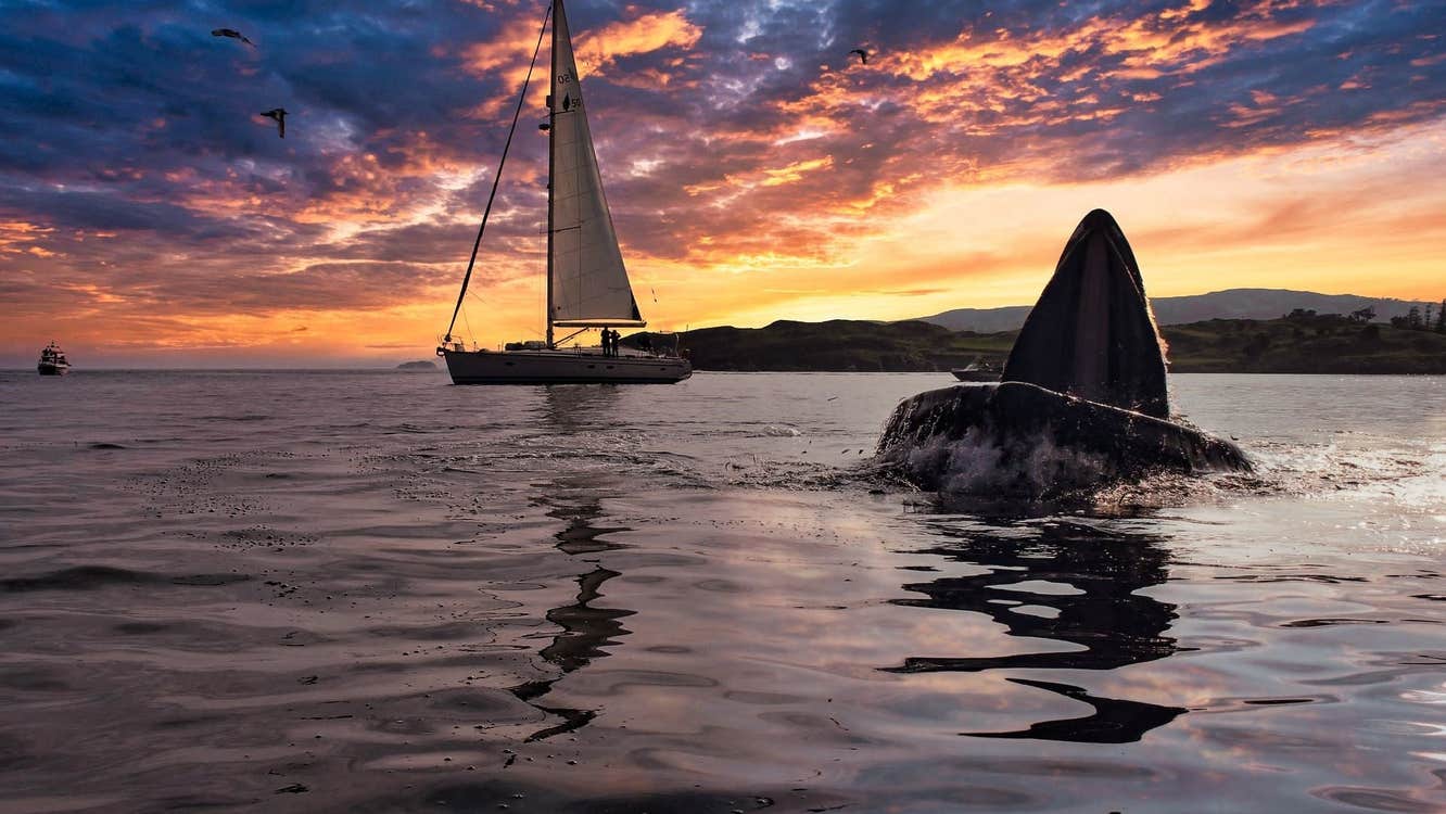Whale fin in the sea at sunset with a yacht sailing in the background