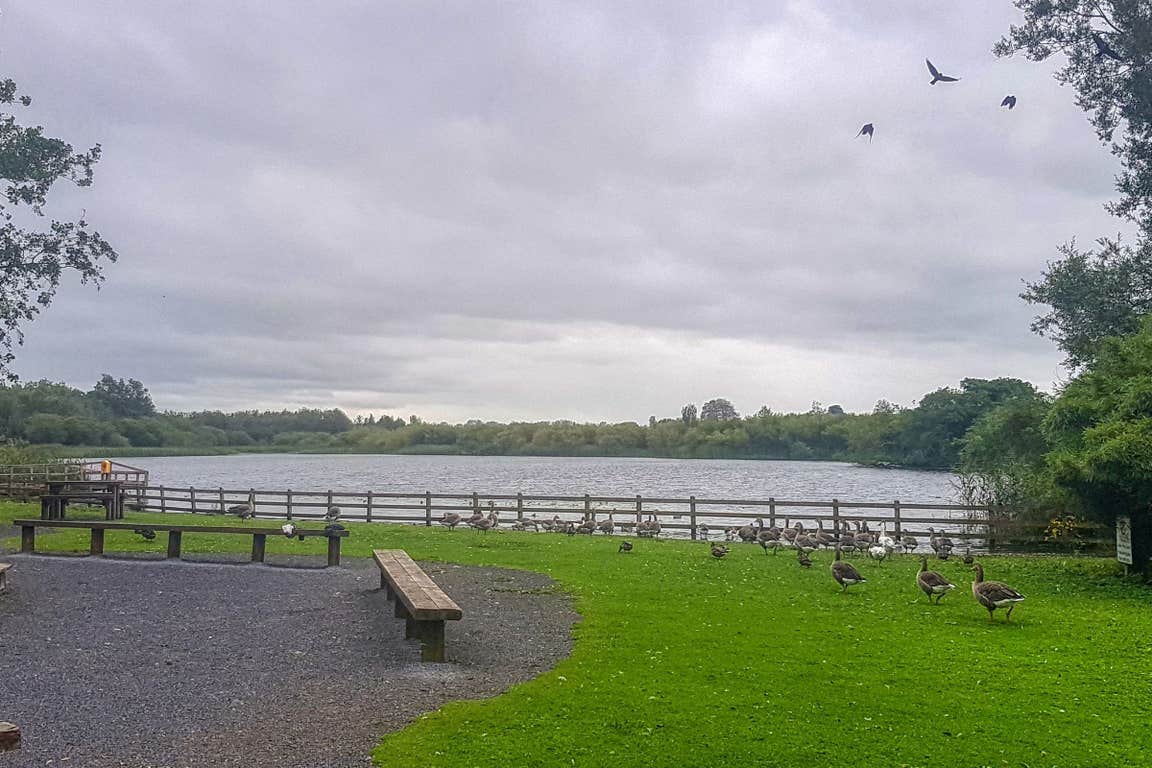 Image of ducks in Claremorris in County Mayo