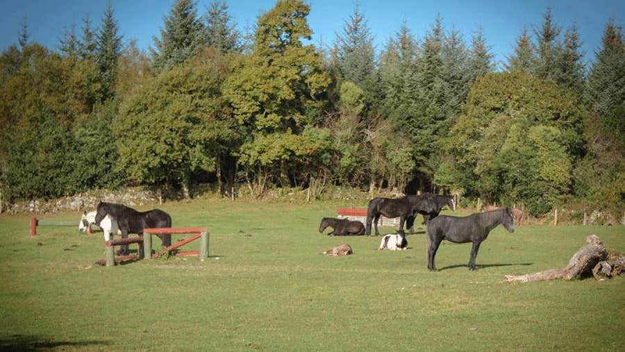Horses out in a field at Slieve Aughty Riding Centre