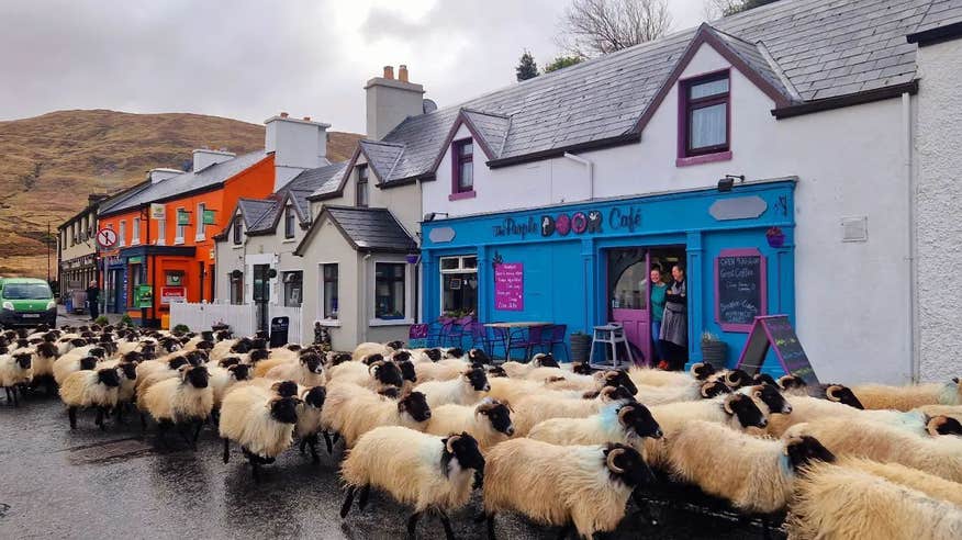 A herd of sheep passing by the Purple Door Café in County Galway.