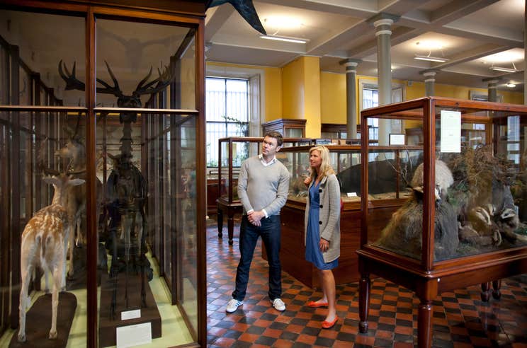 A couple observing the exhibits at the National Museum of Ireland, Natural History in Dublin city.