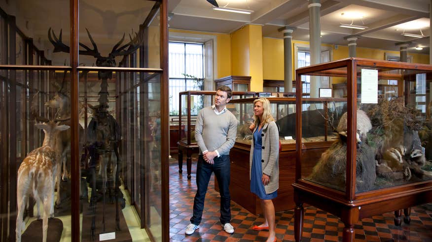 A couple observing the exhibits at the National Museum of Ireland, Natural History in Dublin city.