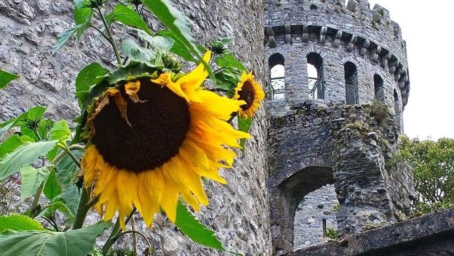 A view of a sunflower with the ruins of a castle in the foreground