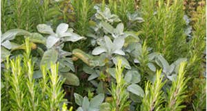 Herbs for sale at the market