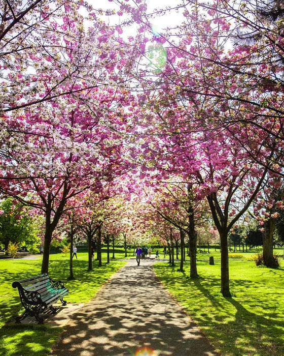 Cherry blossom trees in Herbert Park, Co Dublin