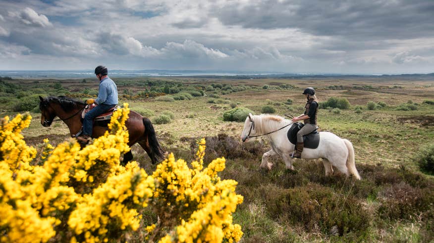 Group riding horses through a field of flowers.