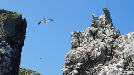 Two seabirds fly in a blue sky above two rocky outcrops