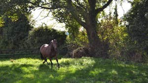 Horse at Ashtown Stables