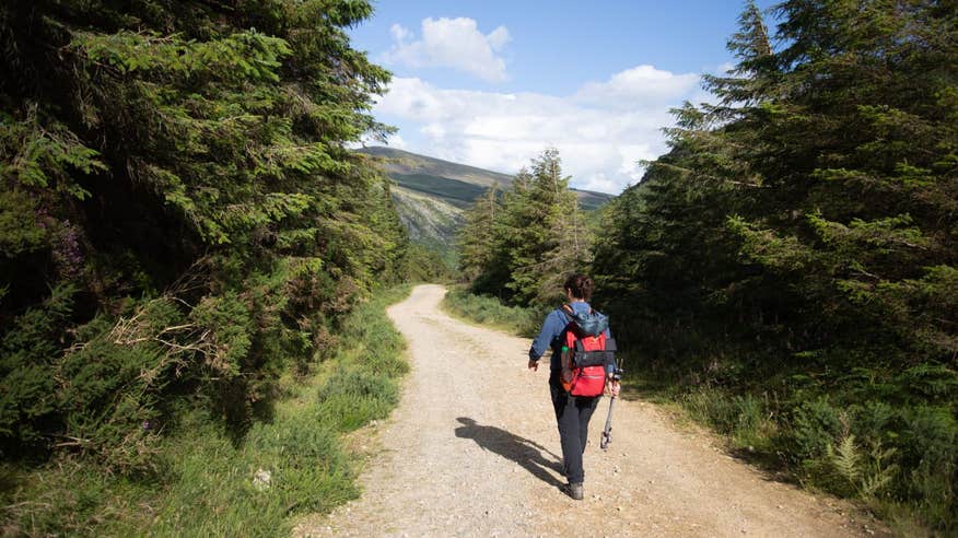 A person dressed in hiking gear walking down a country laneway lined with trees