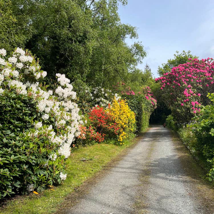 A garden pathway leads through greenery and flowering shrubs on both sides