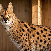Zeus an African Serval Cat at Secret Valley Wildlife Park