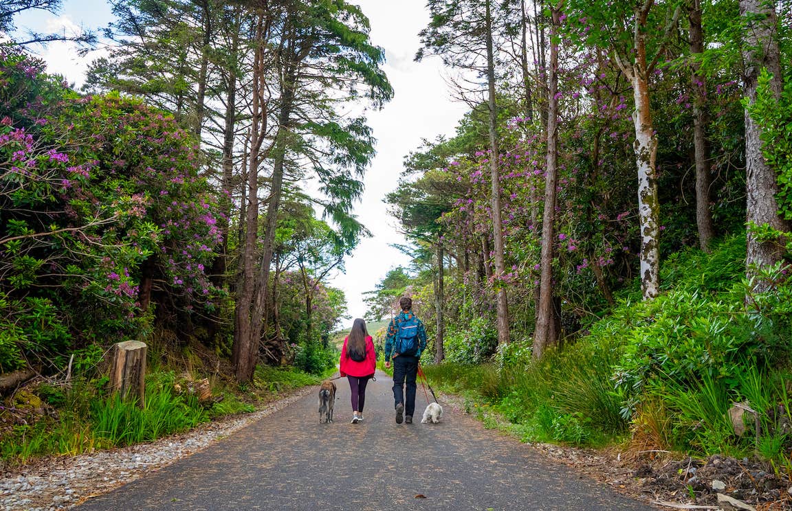 People walking their dogs