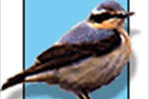 Birdsireland, Newcastle, Wicklow