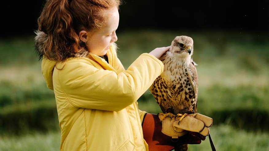 A little girl holding a bird at Eagles Flying at the Irish Raptor Research Centre in County Sligo
