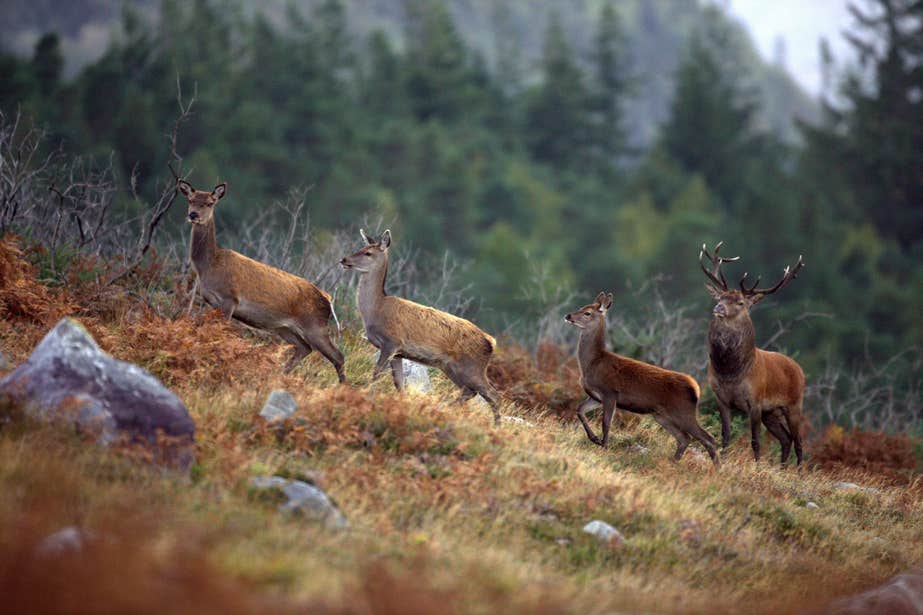 You might spot some red deer while exploring Killarney National Park in the autumn.